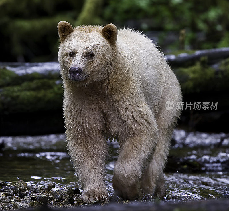 柯莫德熊(Ursus americanus kermodei)，也被称为“白灵熊”或“鬼熊”，是生活在不列颠哥伦比亚省中部海岸的美国黑熊的一个亚种。